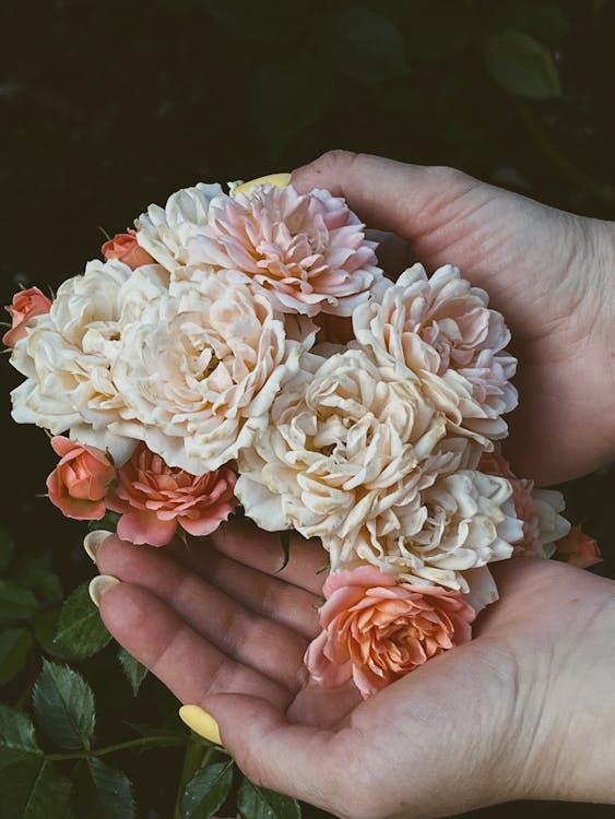 A person holding a bunch of roses in their hands